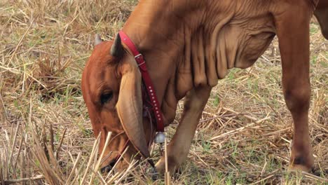 thai cow grazing on the field after harvest at the countryside in thailand - close up shot