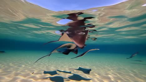 stingrays in clear turquoise water