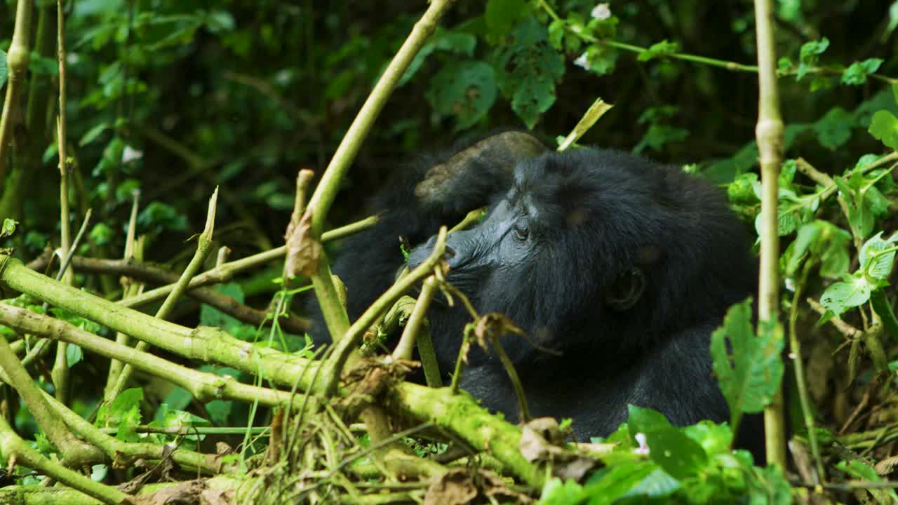 Un gorilla selvatico mastica cibo tra la verde foresta pluviale.
