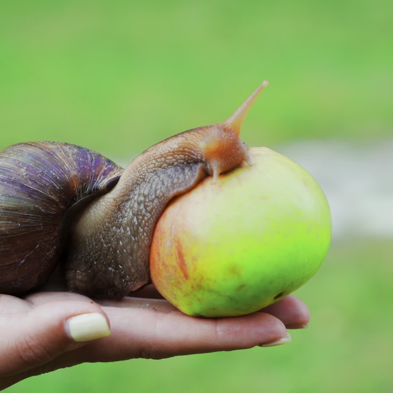 Large brown snail achatina (giant African snail, Achatina fulica, Lissachatina fulica) eats an apple on a woman's palm, a large-scale plan.