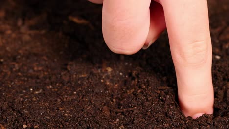 a finger gently presses into dark, rich soil, creating small indentations. close-up view highlighting tactile interaction with earth.