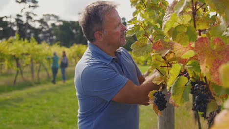 Reifer-Männlicher-Besitzer-Eines-Weinbergs,-Der-Während-Der-Ernte-Die-Trauben-Auf-Weinproduktion-überprüft