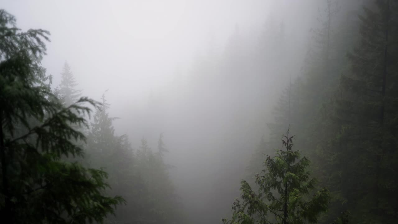 거대한 모스, 바위나무, 초록색, 안개와 안개로 인 나무의 기운이 나쁜 숲