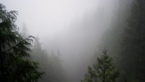 Stimmungsvoller-Wald-Aus-Riesigen-Moosigen,-Grünen-Nadelbäumen,-Eingehüllt-In-Nebel-Und-Nebel