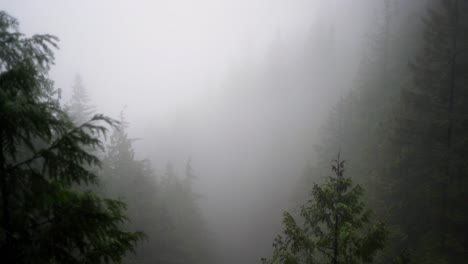 moody forest of giant mossy, coniferous, green, trees shrouded in mist and fog