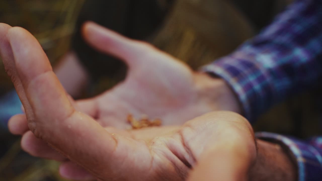 Farmer holding wheat seeds in hands