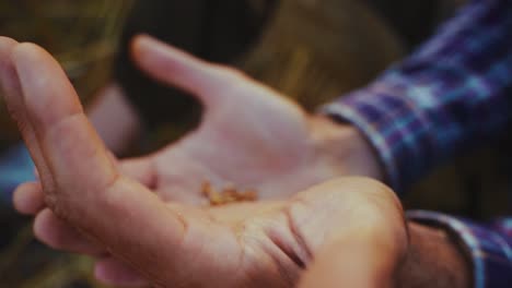 farmer holding wheat seeds in hands