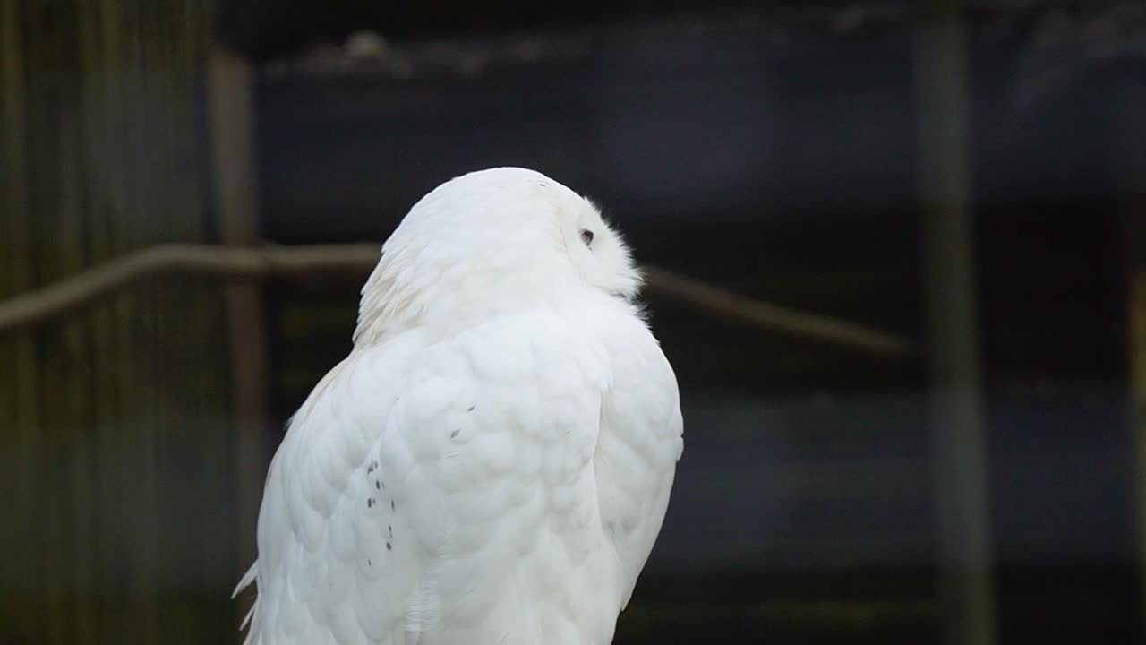 hombre blanco búho de nieve en el parque animal belga girando la cabeza, animales silvestres árticos