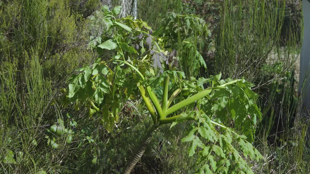 마데이라 자이언트 블랙 파슬리, 상비센테, 마데이라 섬, 포르투갈에 있는 멜라노셀리눔 데시피엔스 식물