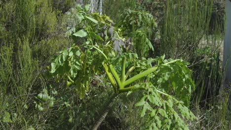perejil negro gigante de madeira, planta de melanoselinum decipiens en são vicente, isla de madeira, portugal