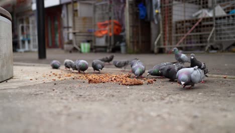 slow-motion video of the pigeons eating seeds on the street