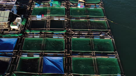 fish trapped in square cage swimming in circles in a fishing farm in vietnam