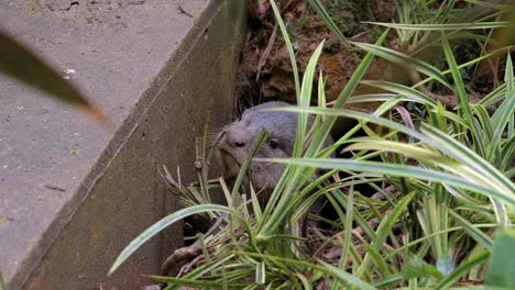 Otterwelpen,-Die-Von-Ihrem-Holt-Kommen