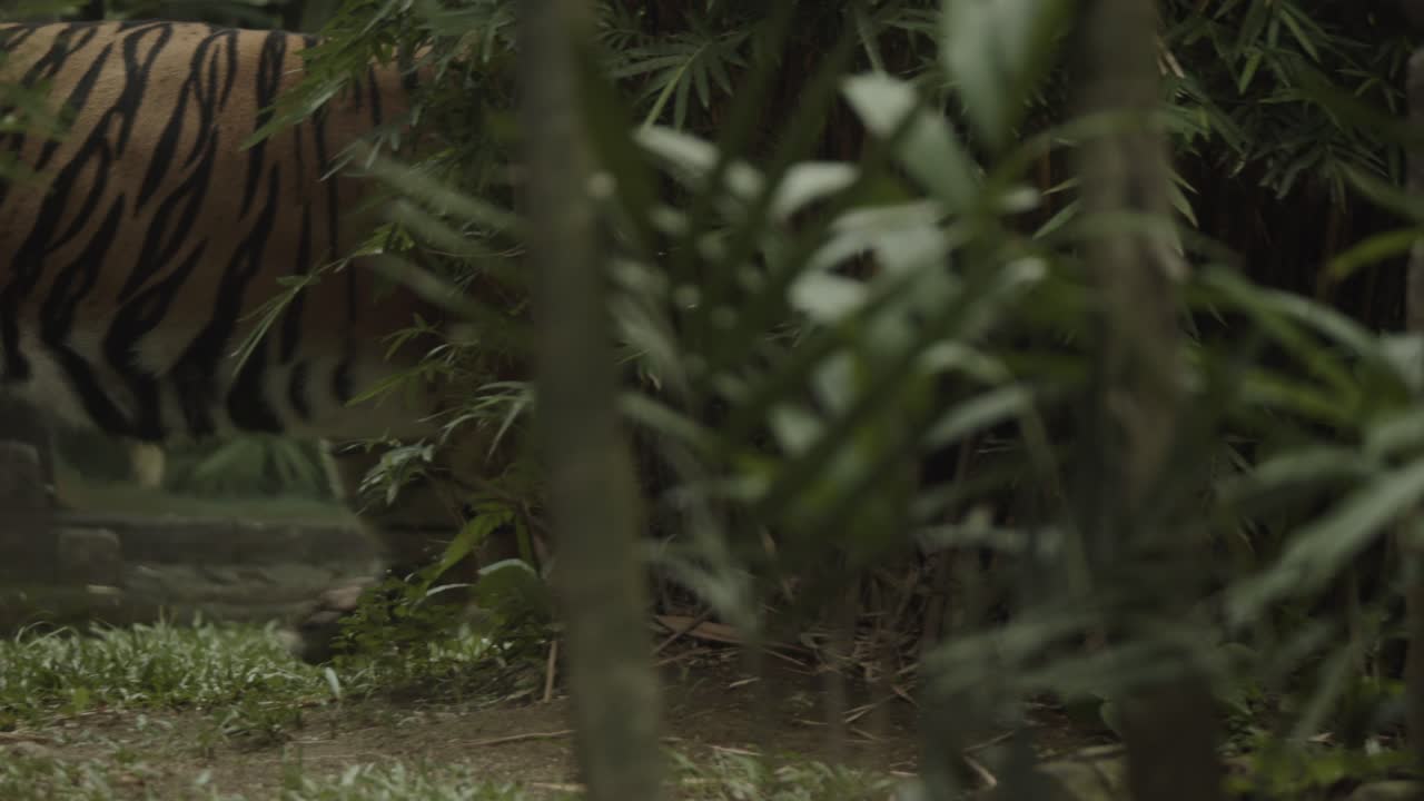 tigre entre los árboles, caminando en busca de algo, tal vez cazando o simplemente viajando