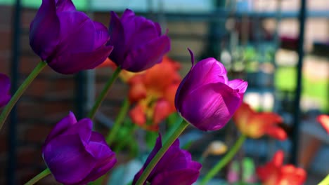 Tulipanes-Morados-Meciéndose-En-El-Viento-Contra-El-Fondo-Bokeh