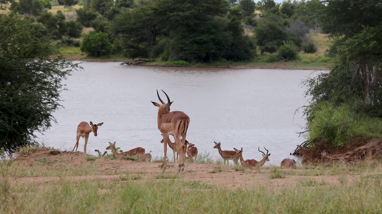 Impala herd gather to drink at dam in Kruger National Park, medium wide shot