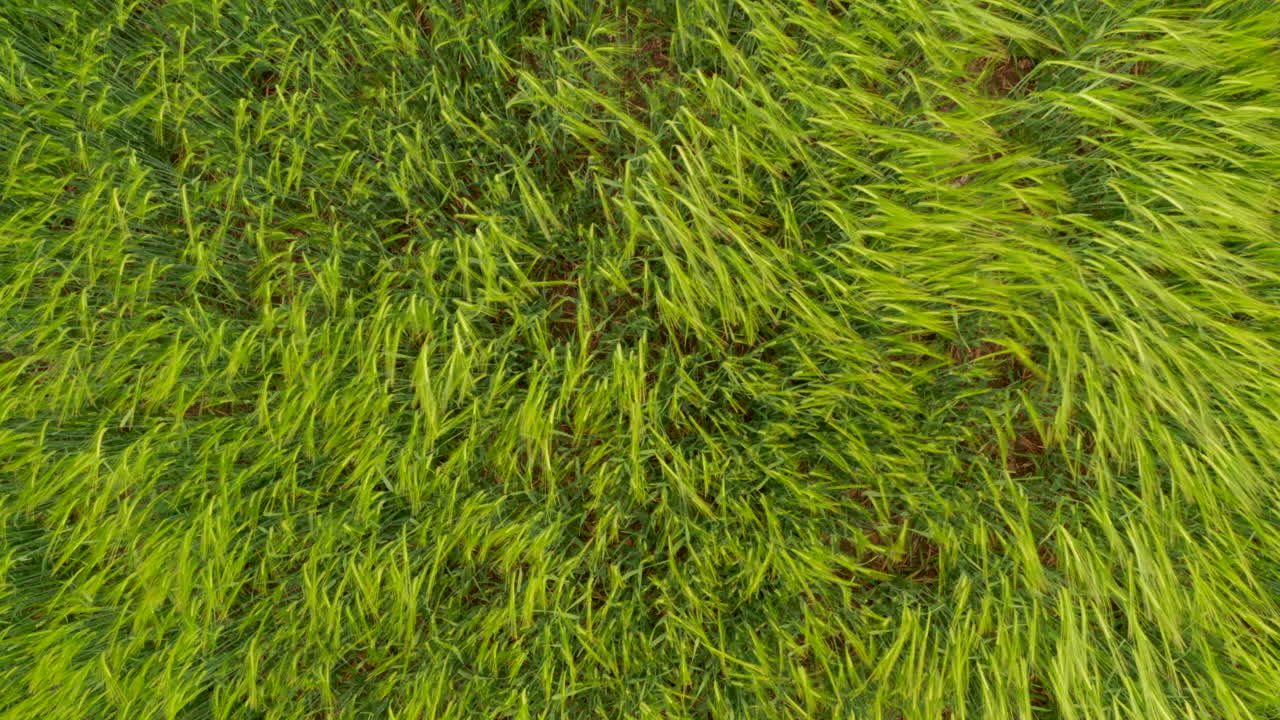 cerca de arriba hacia abajo disparo de hierbas de trigo soplando en el viento