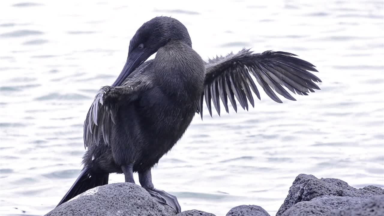 갈라파고스 제도 국립 공원 및 해양 보호구 에콰도르의 페르난디나 섬에 있는 푼타 에스피노자에서 갈라파고스 날지 못하는 가마우지 온난화 날개