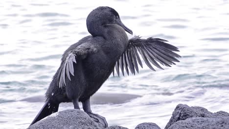 Galápagos-Cormorán-No-Voladores-Alas-De-Calentamiento-En-Punta-Espinoza-En-La-Isla-Fernandina-En-El-Parque-Nacional-Y-Reserva-Marina-De-Las-Islas-Galápagos-Ecuador