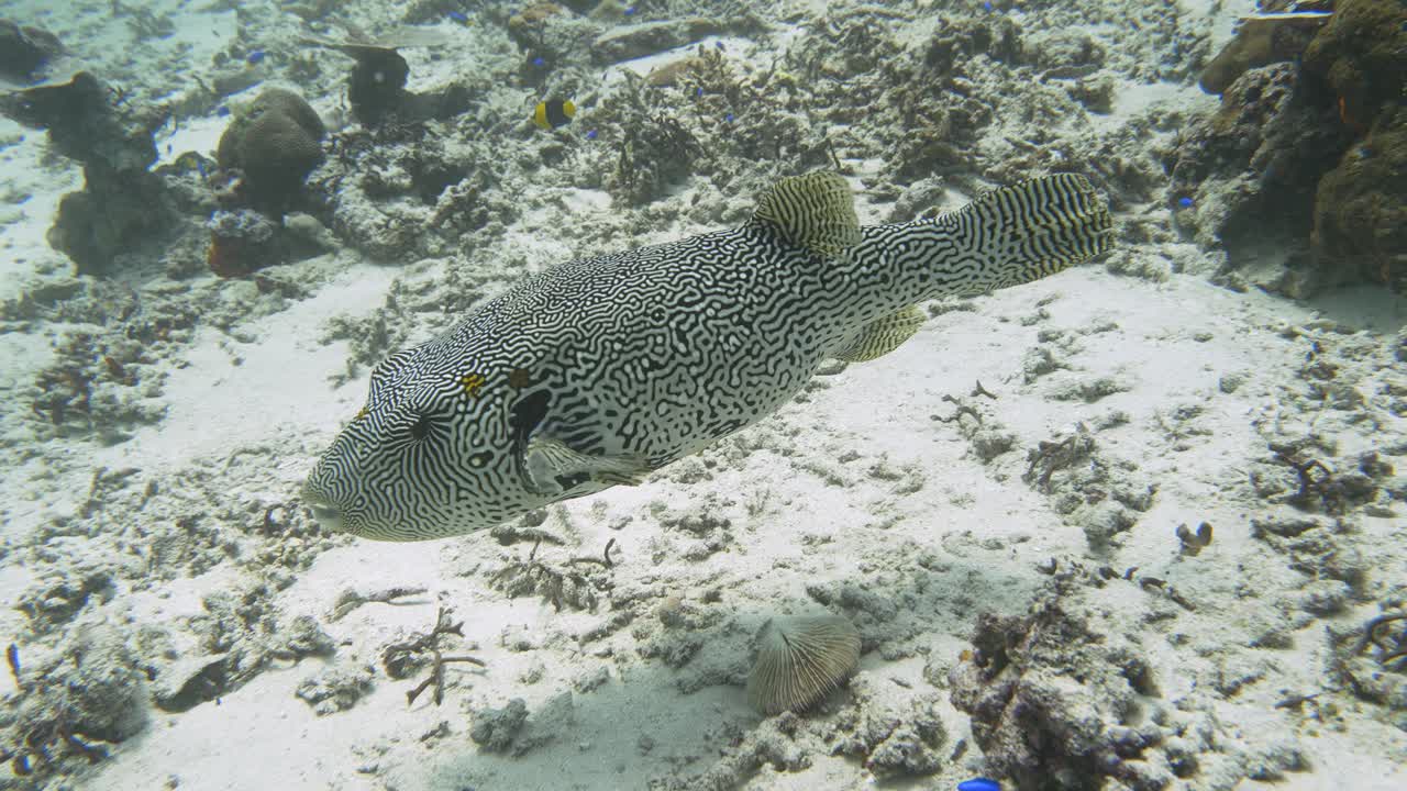 Giant pufferfish swimming over the bottom of the sea in slow motion in 4k