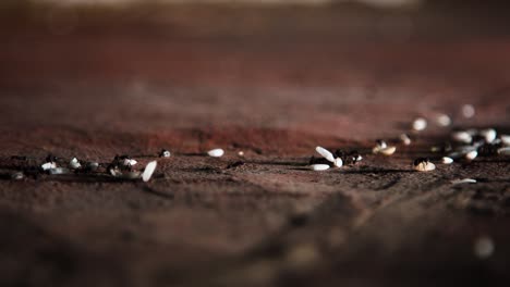 hundreds of ants walking on the concrete floor in the city while carrying rice grains in a row towards their anthill