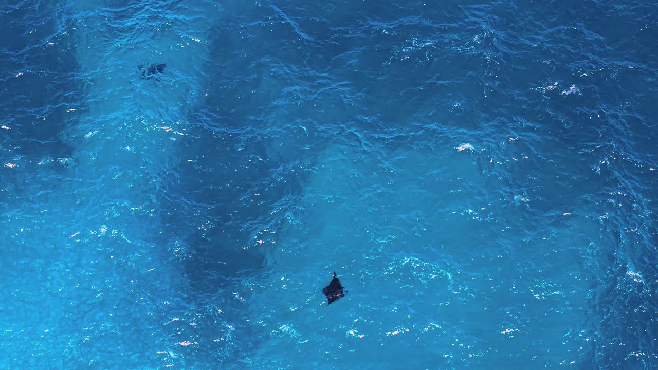 Aerial drone view of Reef Manta Rays (Mobula alfredi) feeding in blue ocean water