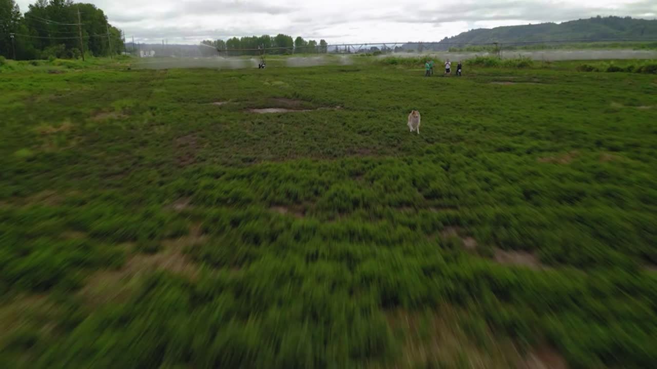 perro marrón corriendo en el prado con aspersor rociando el campo de cultivos de menta