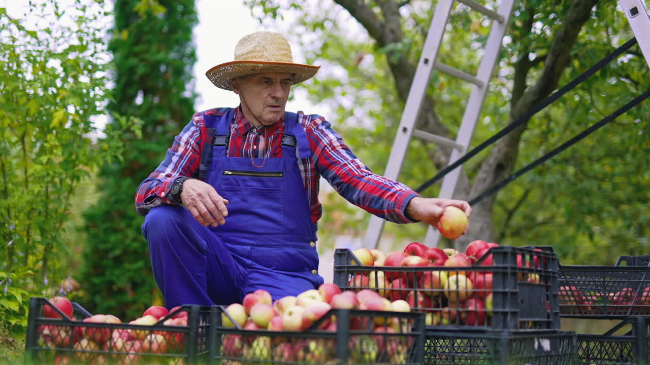 Organic fresh fruits in baskets. Farmer working with baskets full of apples.
