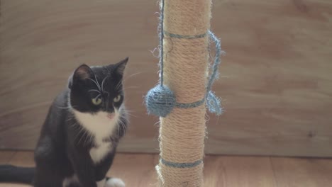 black and white kitten with scratching post