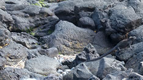 marine iguana on the rocky shore - isla isabela - galapagos islands - handheld shot