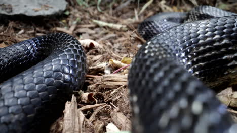 Paneo-A-Través-De-Escamas-De-Serpiente-Rata-Negra-Deslizándose