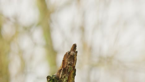 Blackbird-female-on-tree-stump-fluttering-wings-before-diving-out-of-frame