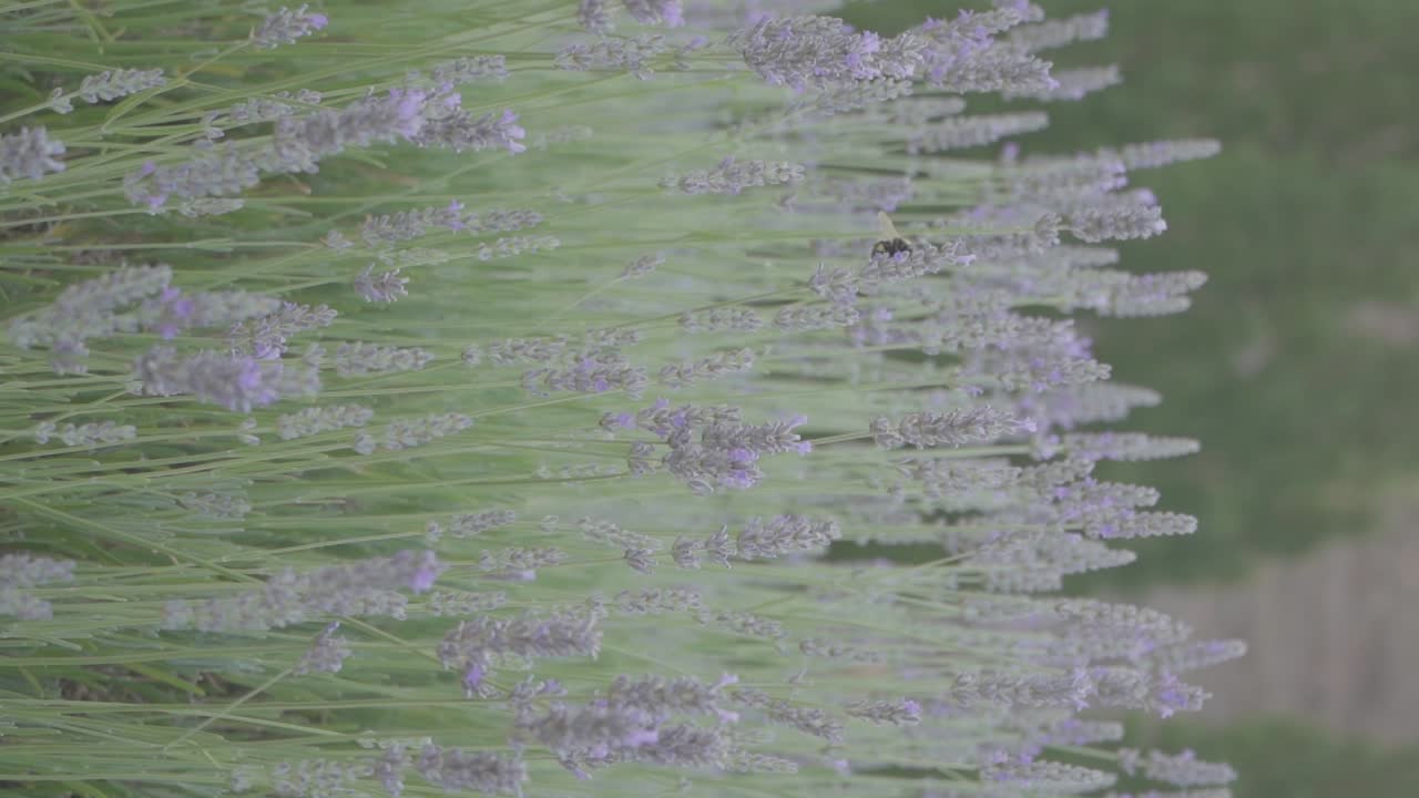 초원의 라벤더 꽃 위를 날아다니는 벌