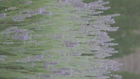 una abeja volando sobre flores de lavanda en un prado