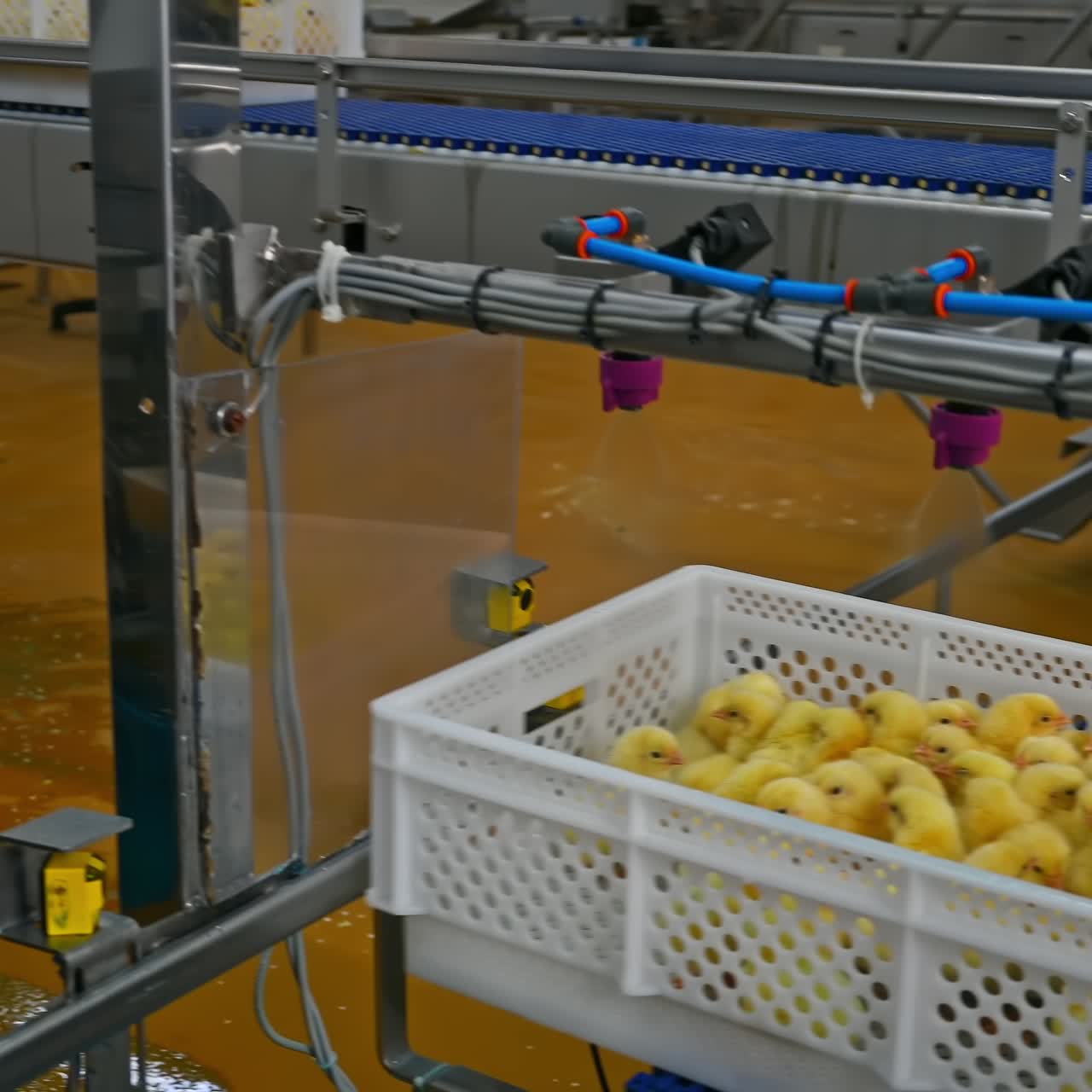 Medicine spraying on small chicks automatically. Plastic container with newborn chickens moving on a conveyor line and vaccinate on a special technique