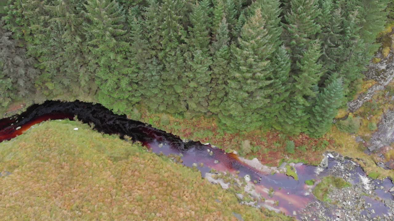 A forest in the mountains in Ireland during an overcast day