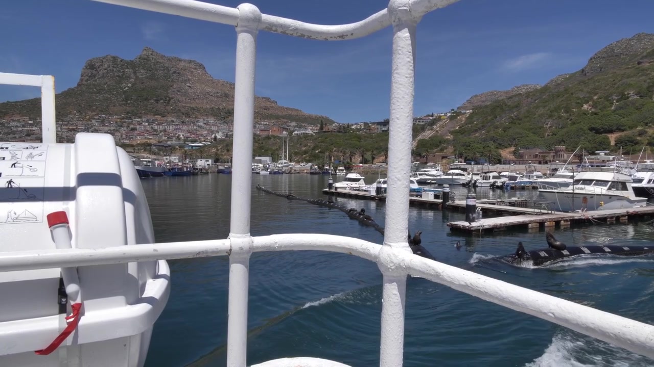 Ein Blick vom Boot auf den Hafen von Hout Bay mit Yachten, die entlang der Uferpromenade festgemacht sind, umrahmt von zerklüfteten Bergen und klarem blauem Himmel, während Robben in der Nähe schwimmen