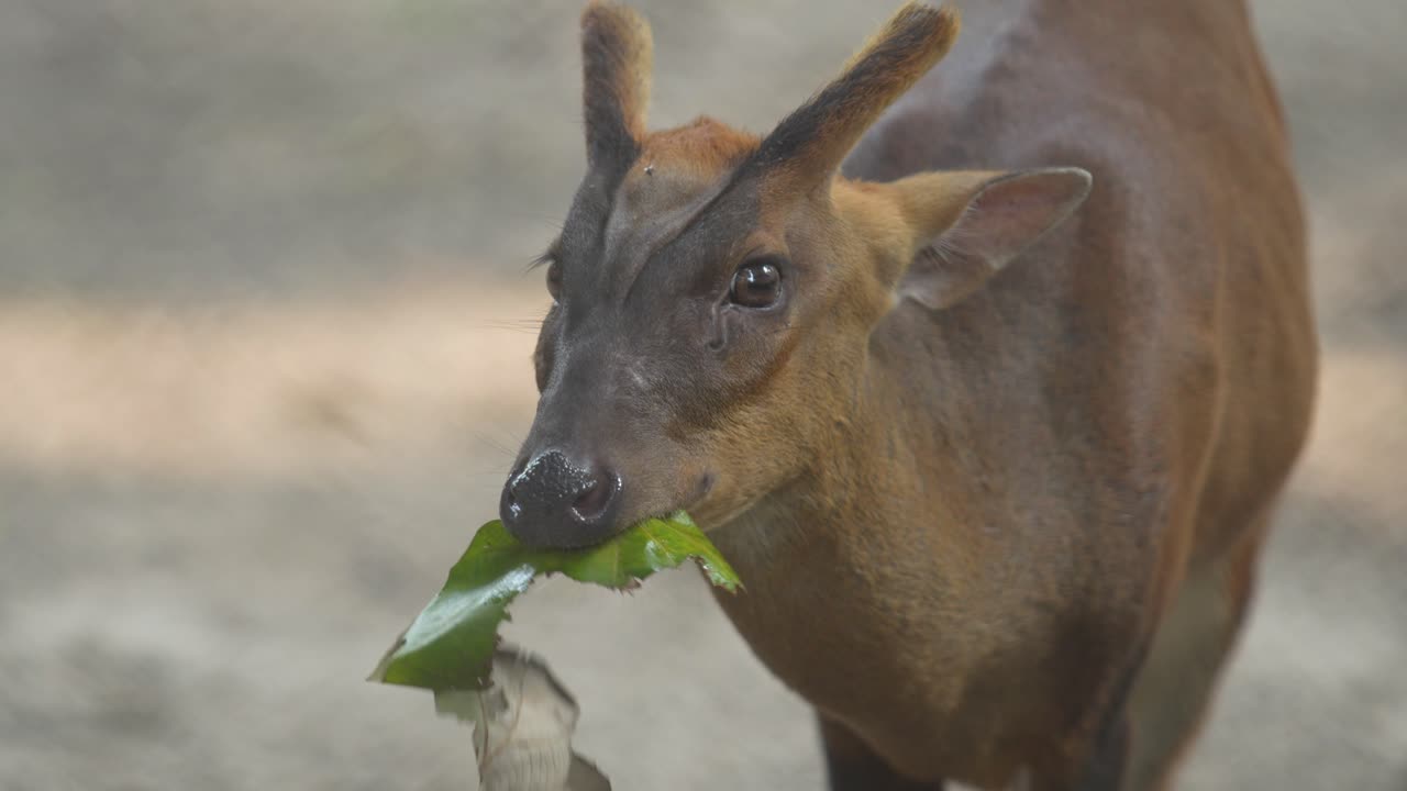 O veado-latidor no zoológico.