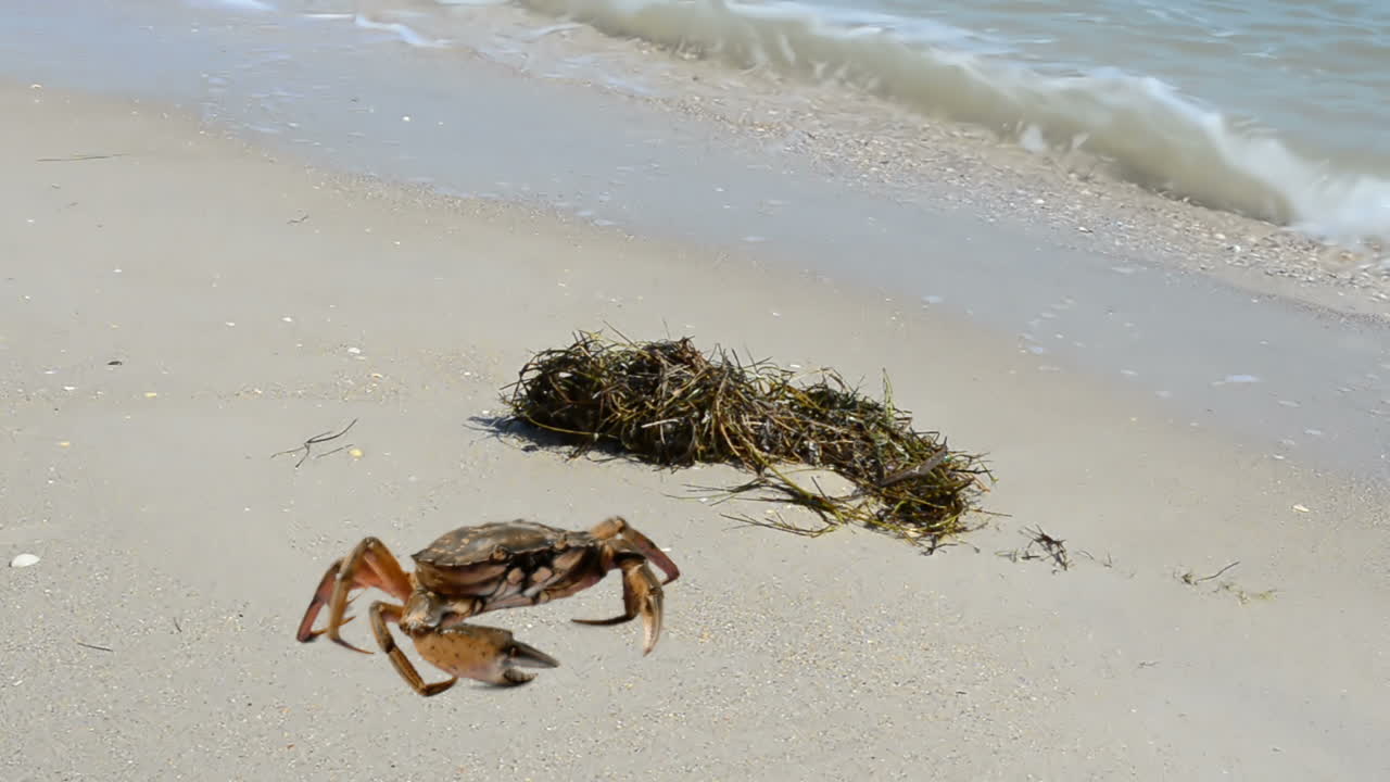 Krab op het strand. Opnamen op het strand