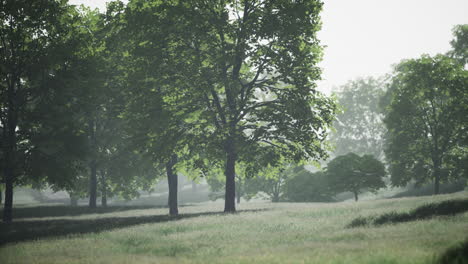 Gran-árbol-De-Arce-Con-Hojas-Verdes-En-Un-Día-De-Verano