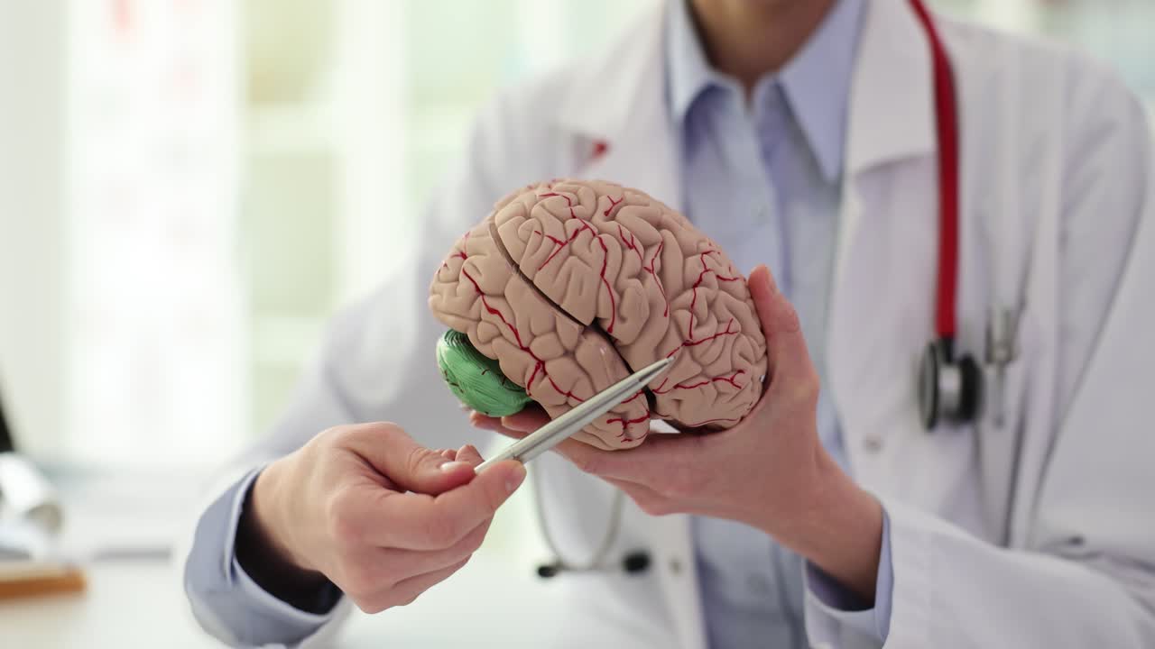 Doctor explaining brain anatomy with a model