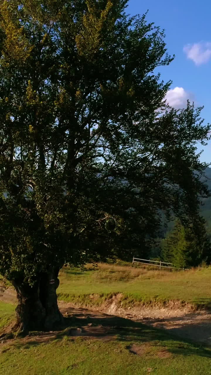 Mountainous area in summer. Musician performing music among beautiful wild nature. Female cellist playing the musical instrument on a top of a hill. Vertical video