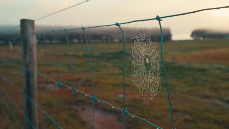 Spinnennetz-Wiegt-Sich-In-Sanfter-Brise,-Die-Mit-Tau-Auf-Einem-Stahlzaun-Bedeckt-Ist