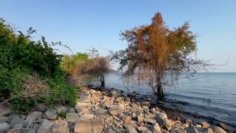 la orilla de la isla de nankoma en el lago malawi a la luz de la mañana temprano. malawi.