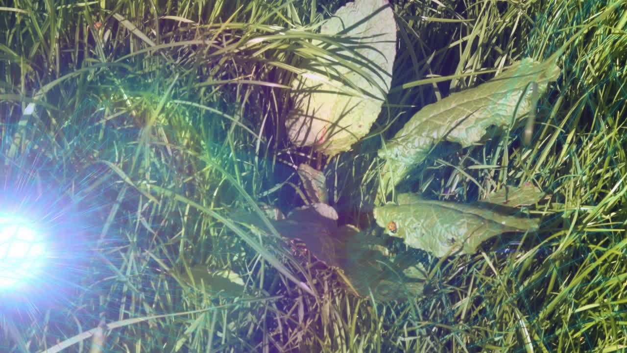 Small green plant being animated in 3D render ground level, featuring ladybug, grass, lens flare