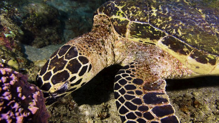 Close-up of the head of a hawksbill sea turtle as it slowly glides over the seabed covered with colorful coral. The majestic lizard slowly moves its flippers.