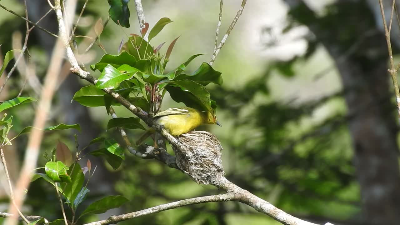 el lindo pájaro amarillo común iora está comprobando el estado de su nido