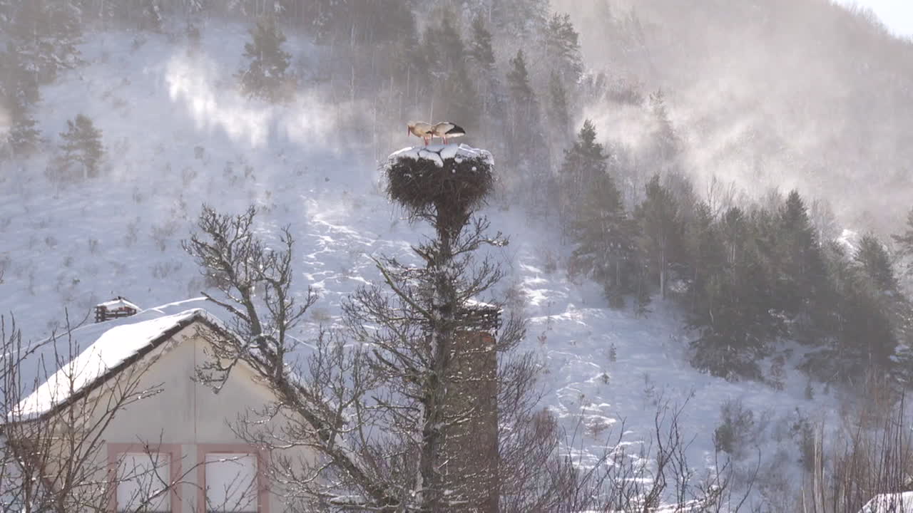 Storks in a Snowy Nest