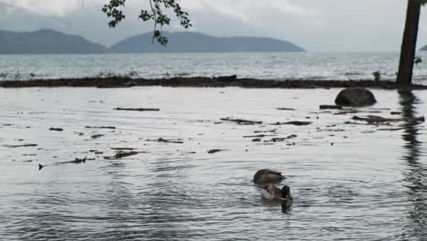 ducks swimming in a flooded environment