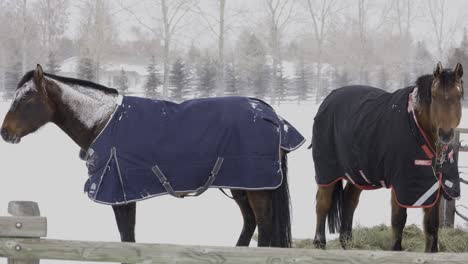 horses in blizzard in montana